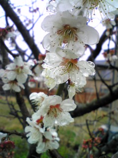 ume.jpg